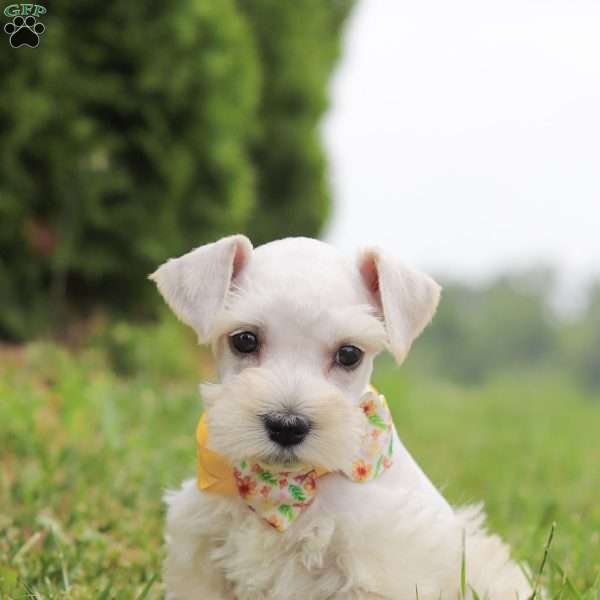 Livi, Miniature Schnauzer Puppy